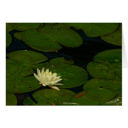 White Waterlily I Peaceful (Devant horizontal)