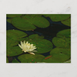White Waterlily I Peaceful Floral Photography Briefkaart