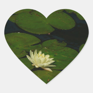 White Waterlily I Peaceful Floral Photography Hart Sticker