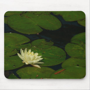 White Waterlily I Peaceful Floral Photography Muismat
