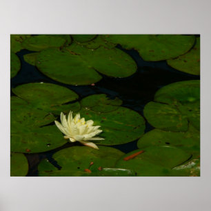 White Waterlily I Peaceful Floral Photography Poster