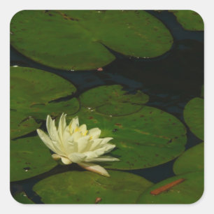 White Waterlily I Peaceful Floral Photography Vierkante Sticker