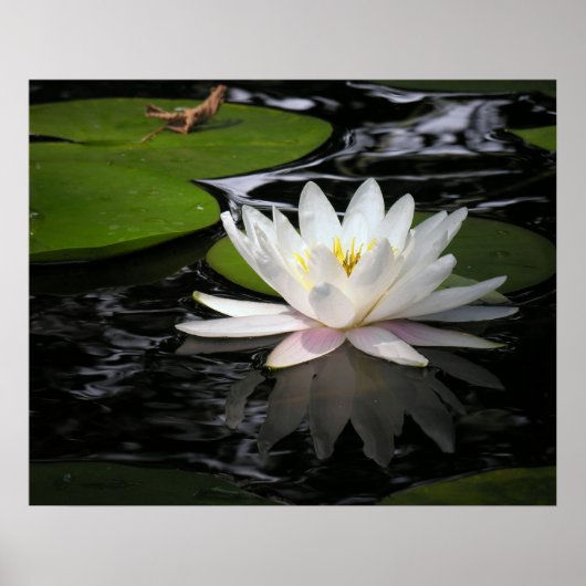 White Waterlily Poster (Voorkant)