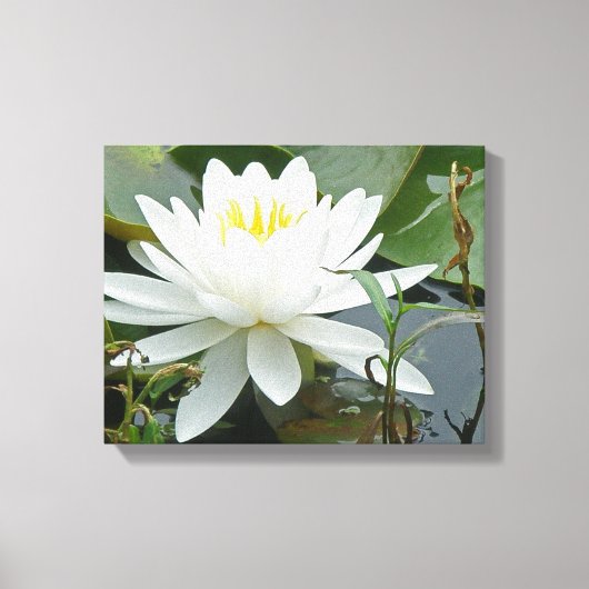 White Waterlily Wildflower Canvas Afdruk (Voorkant)