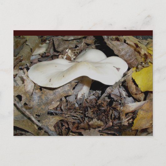 White Wavy Mushroom Briefkaart (Voorkant)