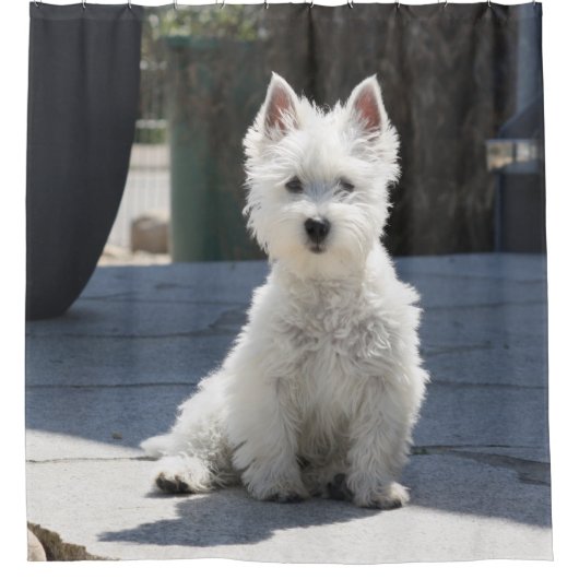 White West Highland Terrier Sitting on Sidewalk Douchegordijn (Voorkant)