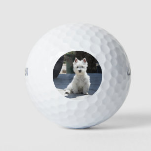 White West Highland Terrier Sitting on Sidewalk Golfballen