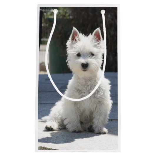 White West Highland Terrier Sitting on Sidewalk Klein Cadeauzakje (Voorkant)
