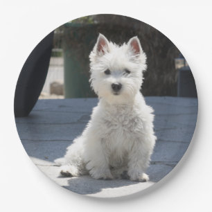 White West Highland Terrier Sitting on Sidewalk Papieren Bordje