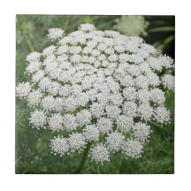 White Wild Flower Queen Anne's Lace