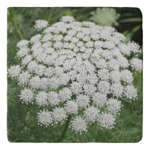 White Wild Flower Queen Anne's Lace