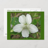White Wild Violet Coordating Items Briefkaart (Voorkant / Achterkant)