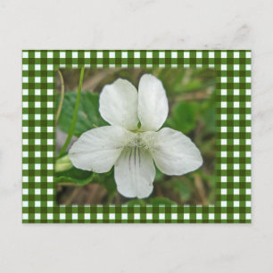 White Wild Violet Coordating Items Briefkaart