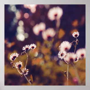White Wildlowers in Sunlight Paarse Bokeh Poster