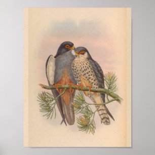 White Winged Kestrel Hawk Bird Art Print