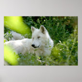 White Wolf Poster (Voorkant)