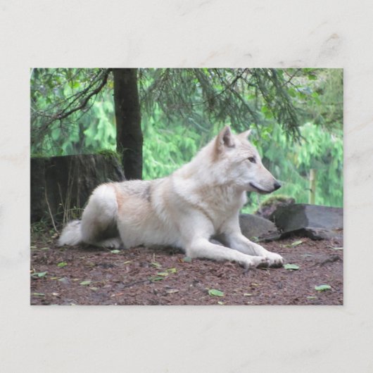 White Wolf Resting Briefkaart (Voorkant)