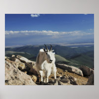 White Wool Rocky Mountain Goat staat bovenop