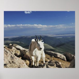 White Wool Rocky Mountain Goat staat bovenop Poster