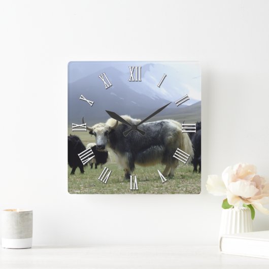 White Yak in Ladakh / Tibet Mountains, Himalaya Vierkante Klok (Huis)