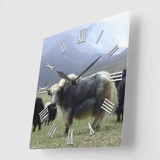 White Yak in Ladakh / Tibet Mountains, Himalaya Vierkante Klok (Hoek)