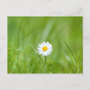 White Yellow Daisy Flower on Green Grass Briefkaart