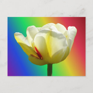 White Yellow Tulip Sluiten regenboogkleurig Briefk Briefkaart