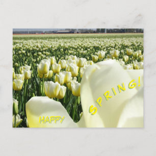 White Yellow Tulips Field Happy Spring Briefkaart