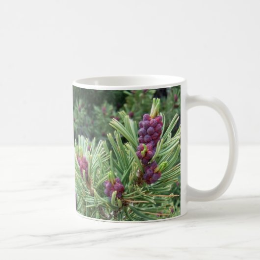 Whitebark Pine Cone Mok (Rechts)