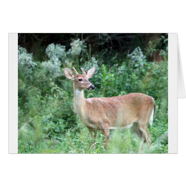 Whitetail Buck (Devant horizontal)
