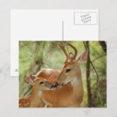 Whitetail Buck en Fawn Bonding Briefkaart (Voorkant / Achterkant)