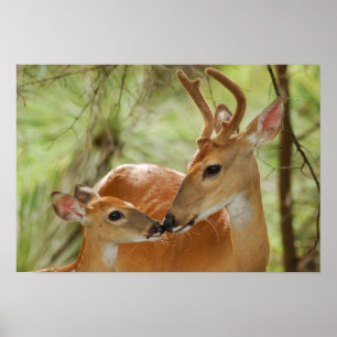 Whitetail Buck en Fawn Bonding Poster
