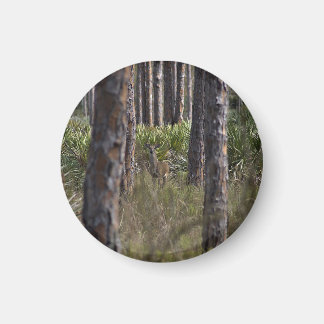 Whitetail Buck fotomagneet Magneet