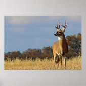 Whitetail Buck Framed Print (Voorkant)