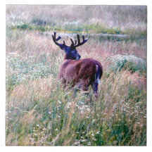 Whitetail Buck in Summer Field Ceramic Tegel