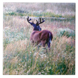 Whitetail Buck in Summer Field Ceramic Tegel Tegeltje