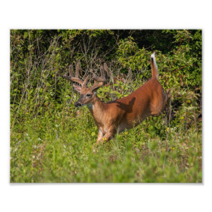 Whitetail Buck in Velvet Foto Afdruk
