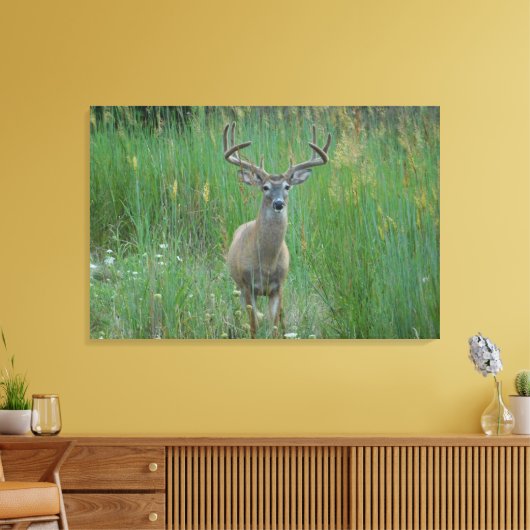 Whitetail Buck in Zomerveld Canvas Afdruk (Insitu (Woonkamer))