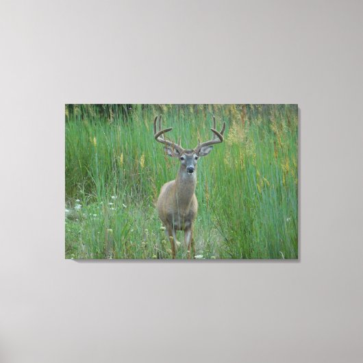 Whitetail Buck in Zomerveld Canvas Afdruk (Voorkant)
