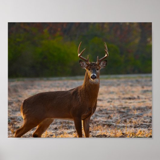 Whitetail Buck Poster (Voorkant)
