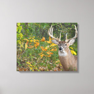 Whitetail Canvas Afdruk