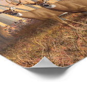 Whitetail Deer Buck & Doe Naherfst Maple Bossen Poster (Hoek)