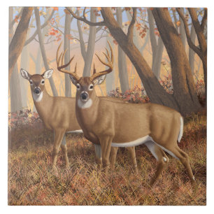 Whitetail Deer Buck & Doe Naherfst Maple Bossen Tegeltje