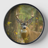 Whitetail Deer Buck | Whitefish, Montana (Voorkant)