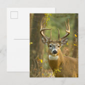 Whitetail Deer Buck | Whitefish, Montana Briefkaart (Voorkant / Achterkant)