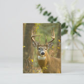 Whitetail Deer Buck | Whitefish, Montana Briefkaart (Staand voorkant)