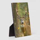 Whitetail Deer Buck | Whitefish, Montana Fotoplaat (Zijkant)