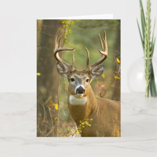 Whitetail Deer Buck | Whitefish, Montana Kaart (Voorkant)