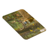 Whitetail Deer Buck | Whitefish, Montana Magneet (Rechterzijde)