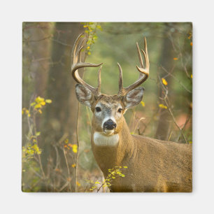 Whitetail Deer Buck   Whitefish, Montana Magneet